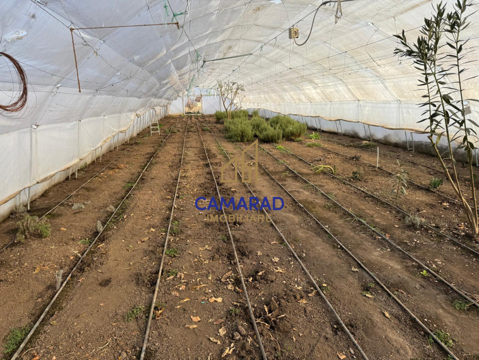 Teren intravilan vânzare - 2.750 mp – Dârvari/Tamadalu Mare (județul Călărași)