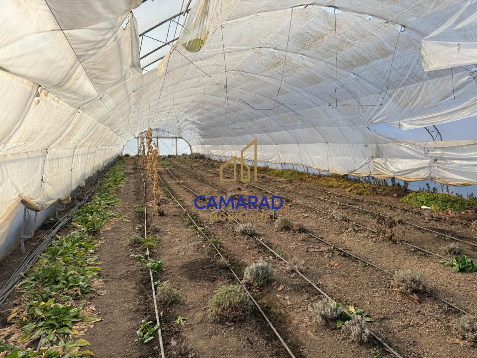 Teren intravilan vânzare - 2.750 mp – Dârvari/Tamadalu Mare (județul Călărași)