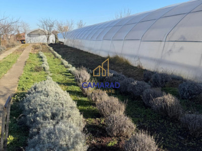 Teren intravilan vânzare - 2.750 mp – Dârvari/Tamadalu Mare (județul Călărași)